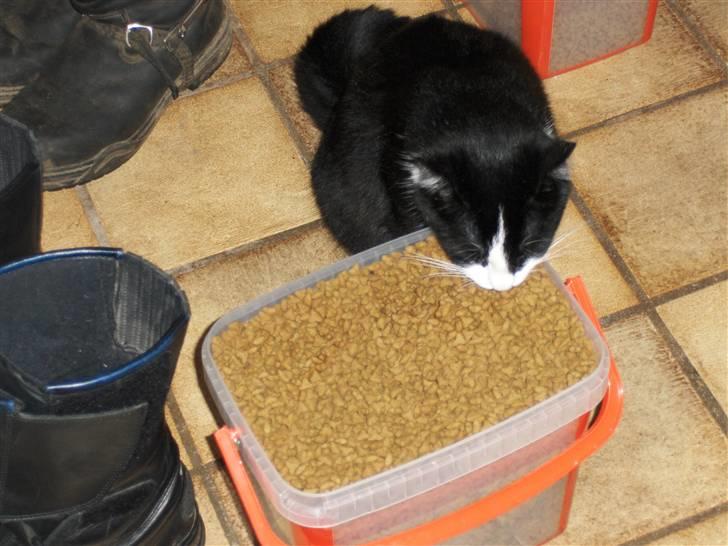 Blanding af racer Laban - Selvbetjening ;-) billede 19