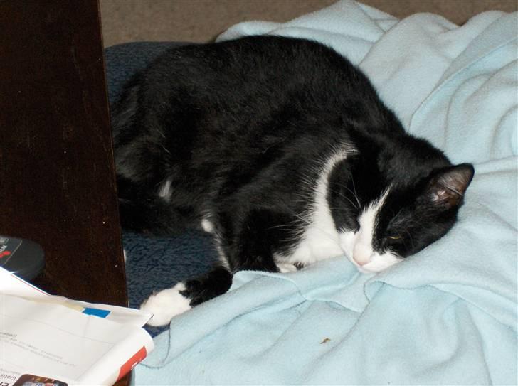 Blanding af racer Laban - Godnat og sov godt ;-) billede 20