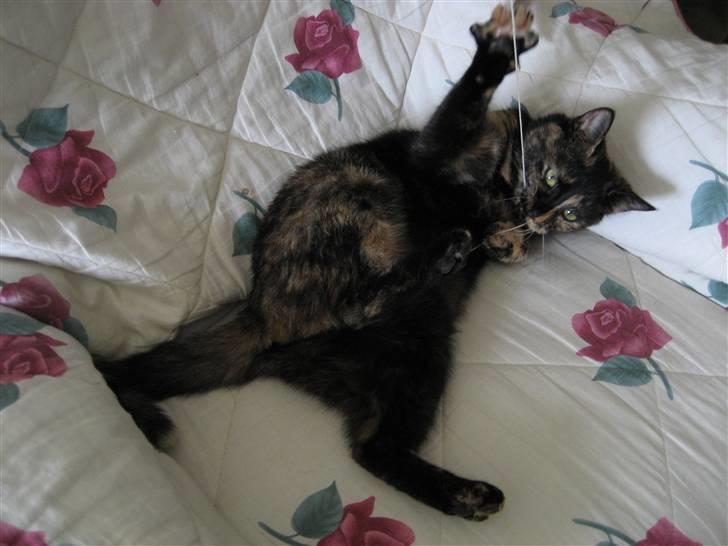 Huskat Misti - Kom så med den jeg er klar billede 1