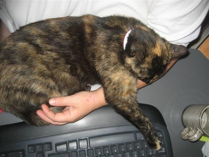 Huskat Misti - Dagenhs computermis billede 2