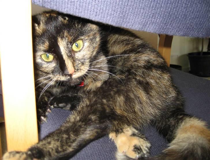 Huskat Misti - Juhuu jeg er her... billede 3