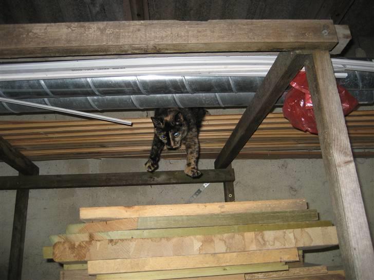 Huskat Misti - ok! nu kommer jeg, hvor skal vi så hen? billede 4