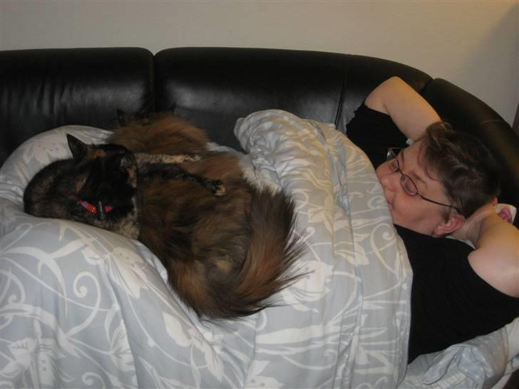 Huskat Misti - Dejligt at putte med Alpha og mor billede 5