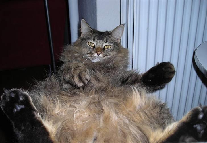 Norsk Skovkat Loke billede 18