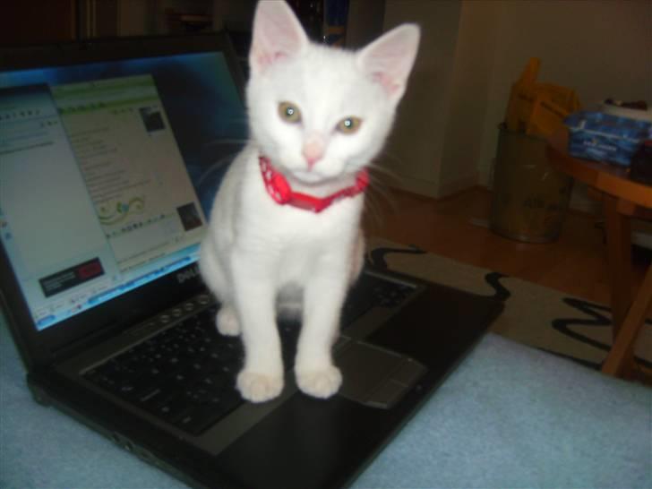 Huskat Morgan ~Solgt~  - Morgan igang med sin ynglings beskæftigelse, nemlig at være i vejen :) billede 1