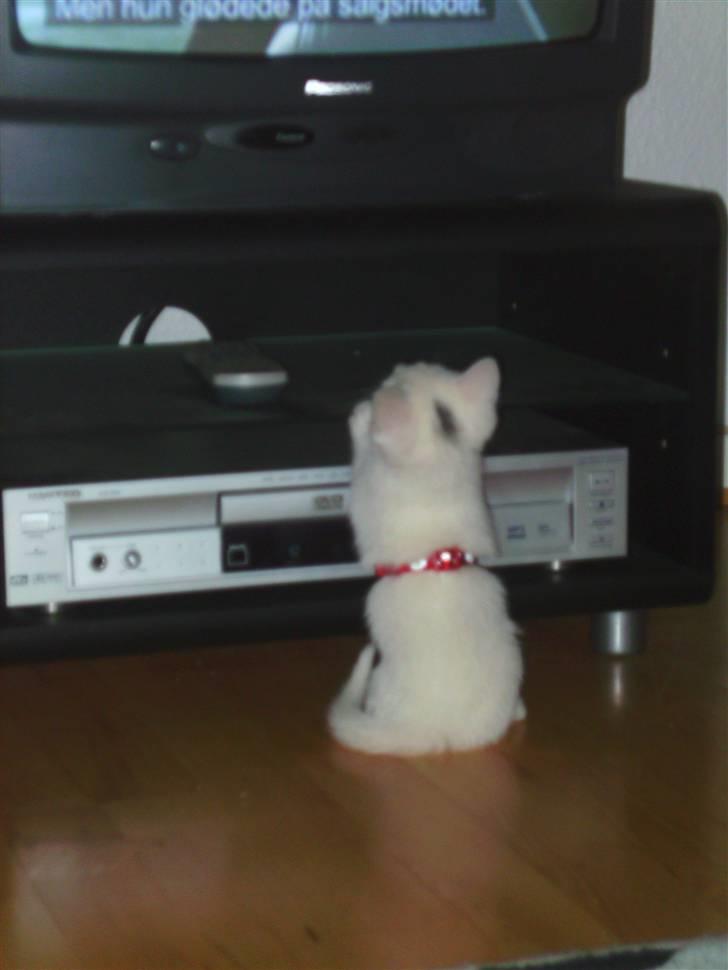 Huskat Morgan ~Solgt~  - Hun elsker virkelig at se tv... Lidt underligt eftersom at hun er døv. billede 2