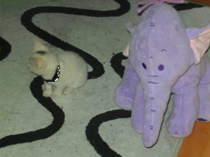 Huskat Morgan ~Solgt~  - Hun er ikke nem at finde når at hun er mindre ind størstedelen af mine bamser... billede 3