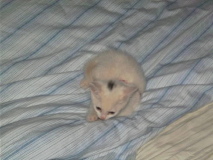 Huskat Morgan ~Solgt~  - Nope, du må ikke komme i seng, for her ligger jeg. billede 4