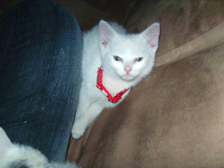 Huskat Morgan ~Solgt~  - Sådan så hun ud stort set lige efter at vi var kommet hjem med hende. billede 5