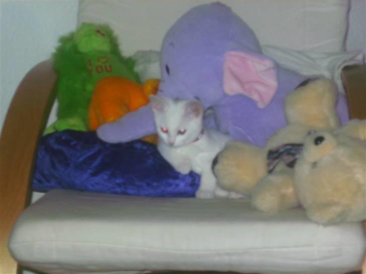 Huskat Morgan ~Solgt~  - Tja, der ligger hun tit og putter sig. billede 6