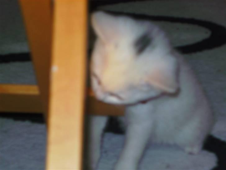 Huskat Morgan ~Solgt~  - Brug krassetræet i stedet.... billede 7