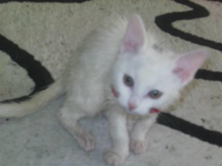 Huskat Morgan ~Solgt~  - Fin og nyvasket... Og lidt utilpas ved det... billede 8