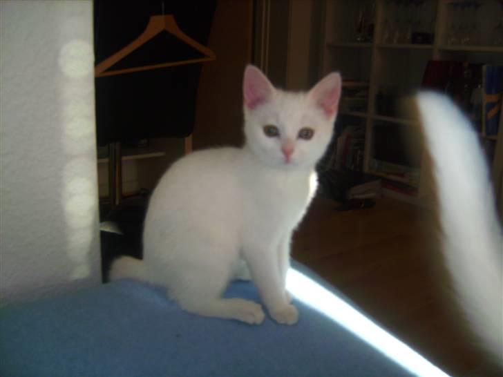 Huskat Matini ~Solgt~ billede 1