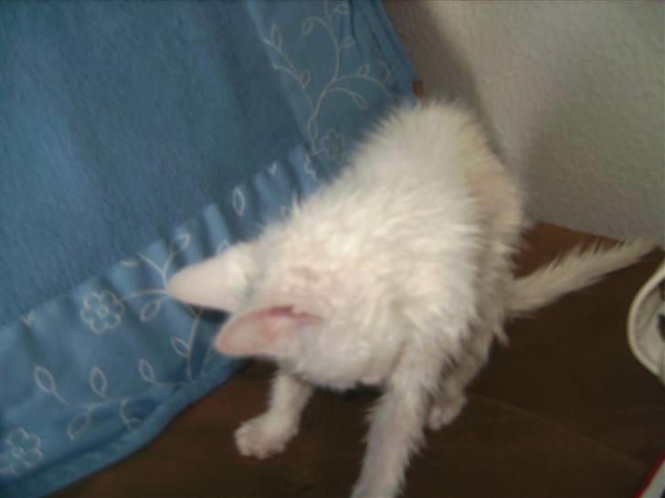 Huskat Matini ~Solgt~ - Ny vasket... Og meget utilpas ved den situation... billede 2