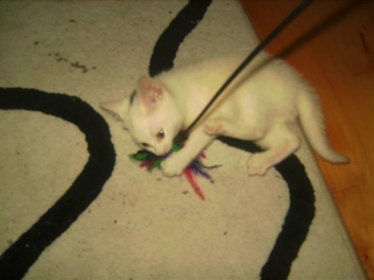 Huskat Matini ~Solgt~ - Det eneste billede jeg har af hende leje... billede 3