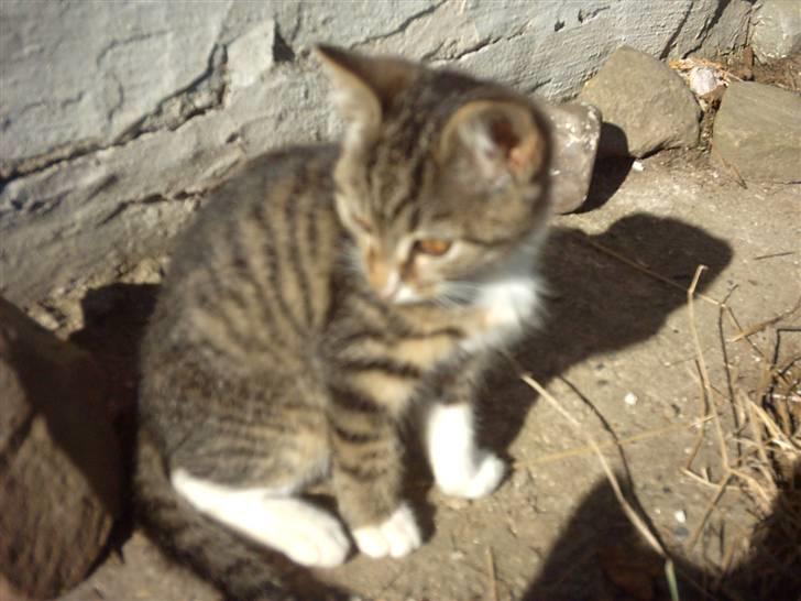 Huskat Magnum "Solgt" - Lille Magnum..Velkommen..Magnum bortgives.. billede 1