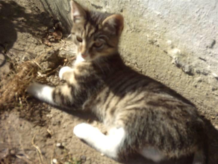 Huskat Magnum "Solgt" - Magnum soler sig.. billede 2