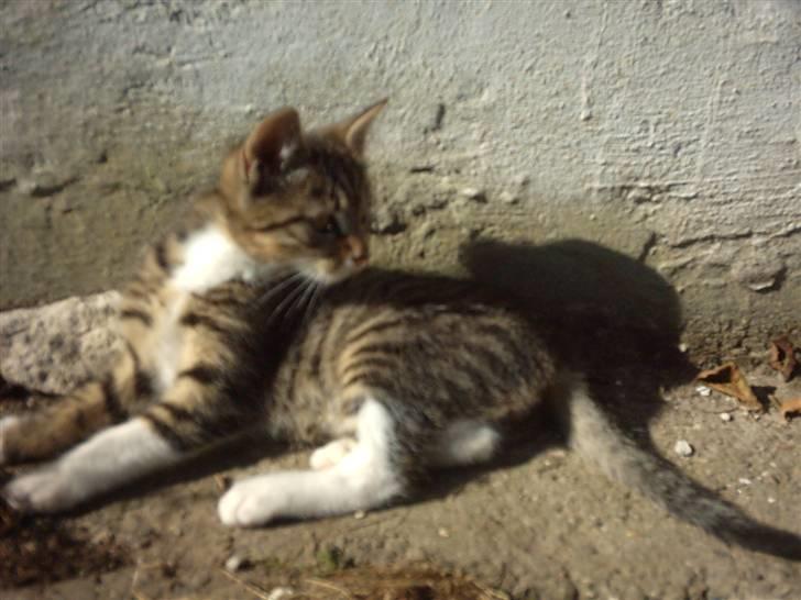 Huskat Magnum "Solgt" - Magnum ligger i efterårs solen..=) billede 3