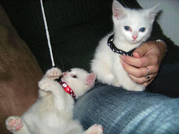 Huskat Matini ~Solgt~ - Matini er hende med det sorte halsbånd... og det var sådan hun så ud da hun endelig kom frem efter hjemturen... billede 5