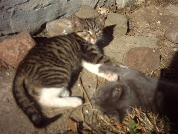 Huskat Magnum "Solgt" - Maagnum =) billede 4