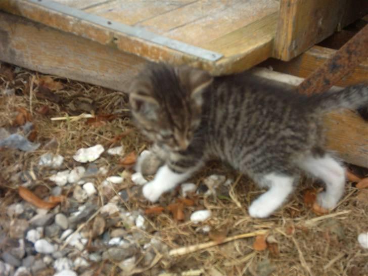 Huskat Magnum "Solgt" - Magnum den smukke misser..>#3 billede 5