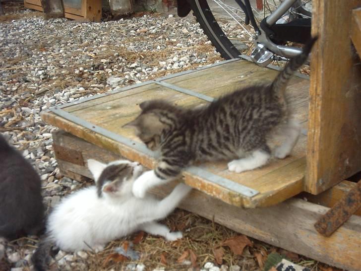 Huskat Magnum "Solgt" - Magnum leger med søster...>#3 billede 6