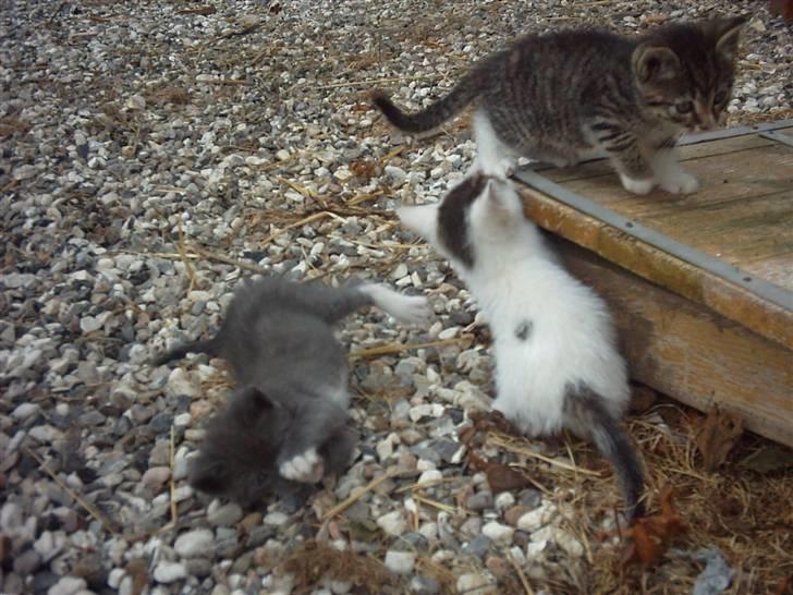 Huskat Magnum "Solgt" - Magnum med søskende.. billede 7