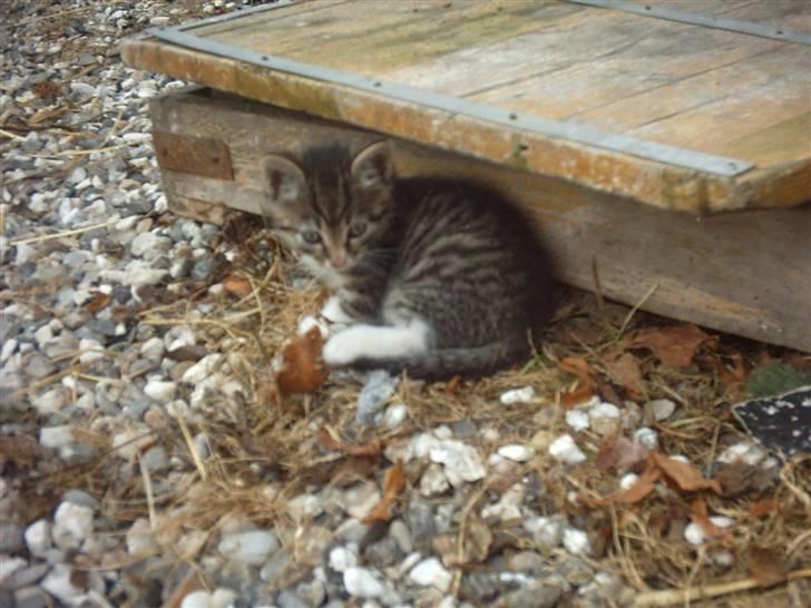 Huskat Magnum "Solgt" - Magnum =) billede 8