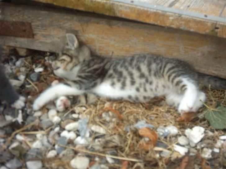 Huskat Magnum "Solgt" - Magnum.. billede 9