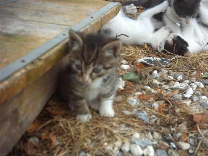 Huskat Magnum "Solgt" - Magnum....=) billede 10