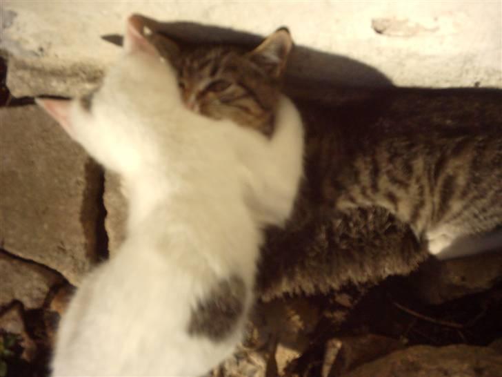 Huskat Magnum "Solgt" - Magnum leger med MF billede 11