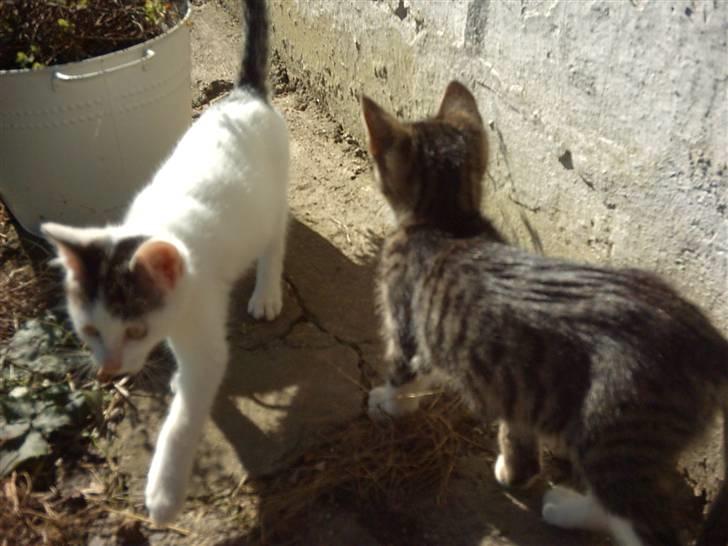 Huskat Magnum "Solgt" - Magnum og Mister Flyer = MF billede 12