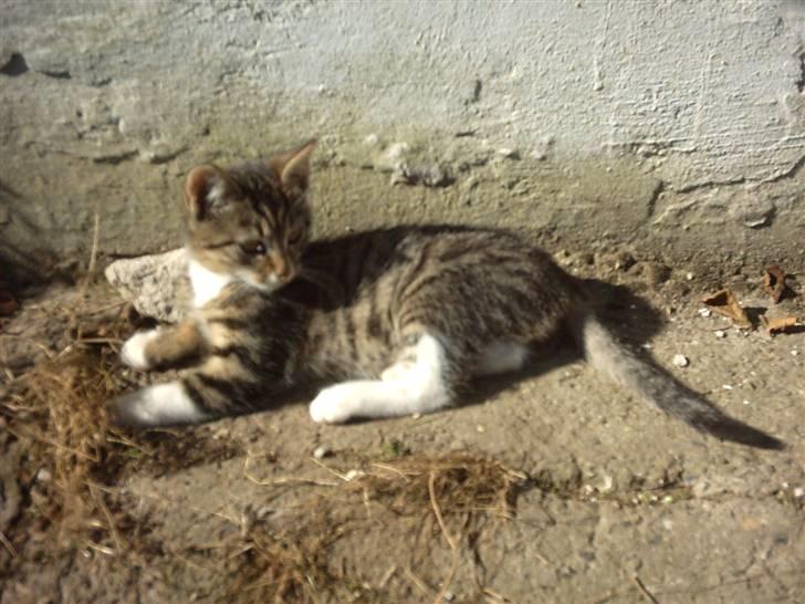 Huskat Magnum "Solgt" - Magnum billede 13