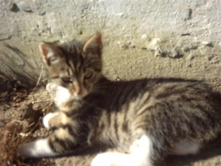 Huskat Magnum "Solgt" - Magnum missen.. billede 14