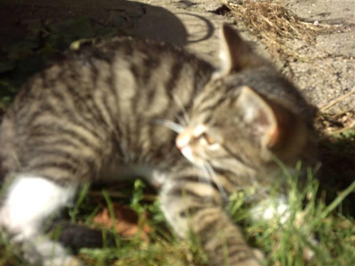 Huskat Magnum "Solgt" - Magnum...>#3 billede 15