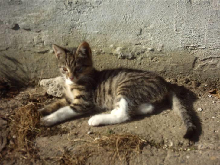 Huskat Magnum "Solgt" - Magnum.."bortgives" billede 16