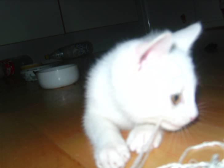 Huskat Matini ~Solgt~ - så leger vi igen... billede 6