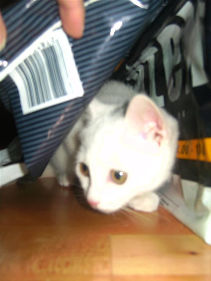 Huskat Matini ~Solgt~ - Gemmested nr. 1 som jeg lige skulle spulere for et billede...  billede 7