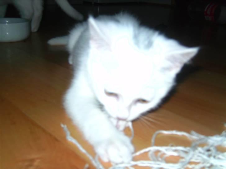 Huskat Matini ~Solgt~ billede 8