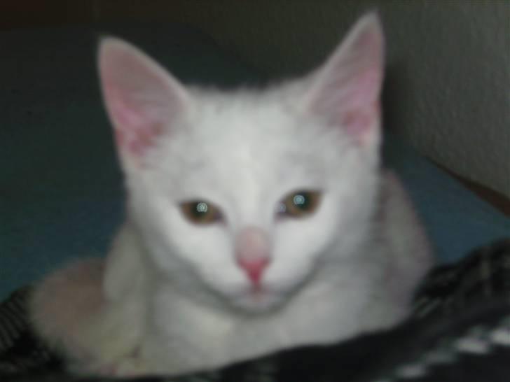 Huskat Matini ~Solgt~ billede 9