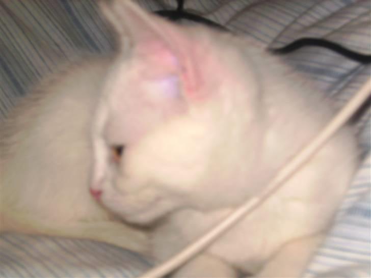 Huskat Matini ~Solgt~ - Nu er det her så ikk så slemt, men hun elsker at ligge i kablerne, og det har kostet to opladere til mobiler... :S billede 10