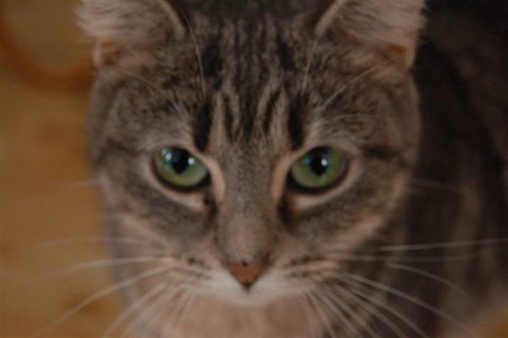 Huskat Grisling  billede 7