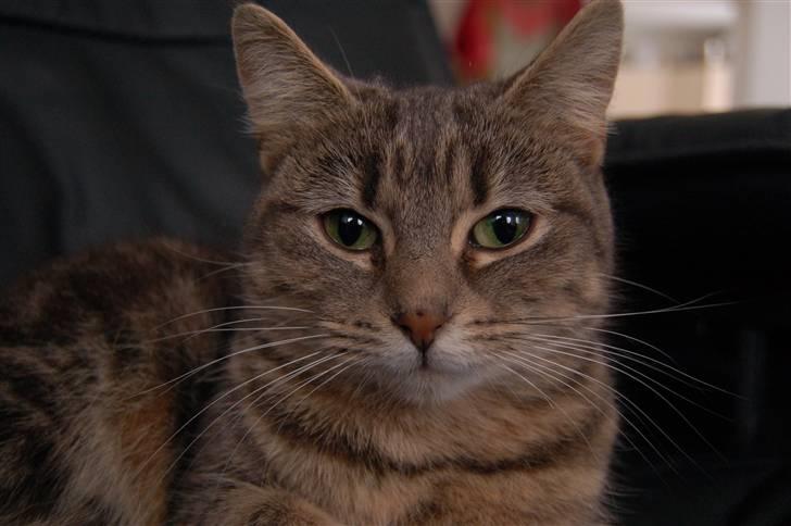 Huskat Grisling  billede 8