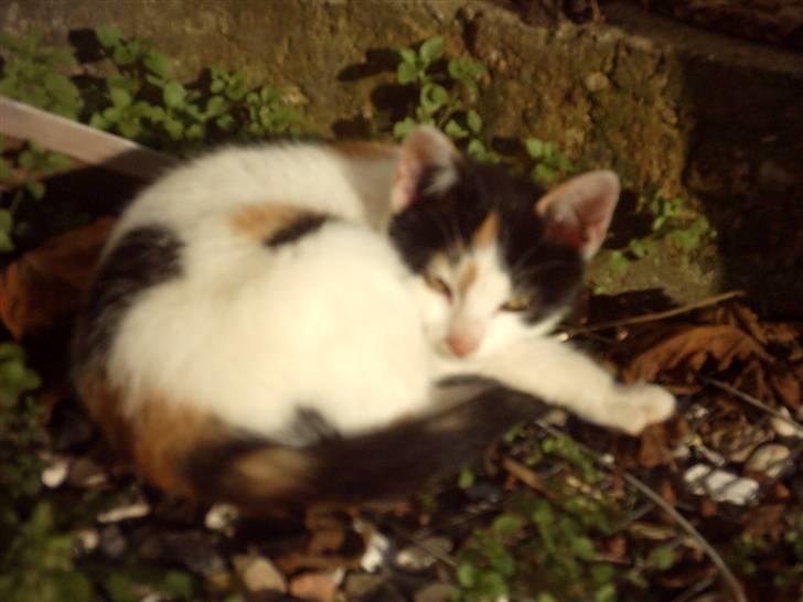 Huskat Marina billede 1