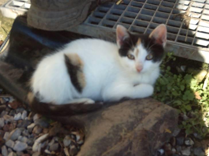 Huskat Marina - Marina>#3 billede 2