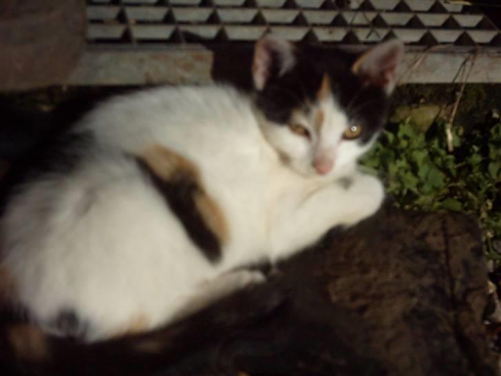 Huskat Marina - Marina i efterårs solen>#3 billede 3