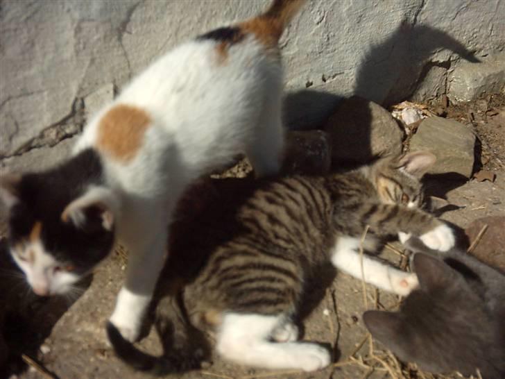 Huskat Marina - Marina og Magnum...>#3 billede 4