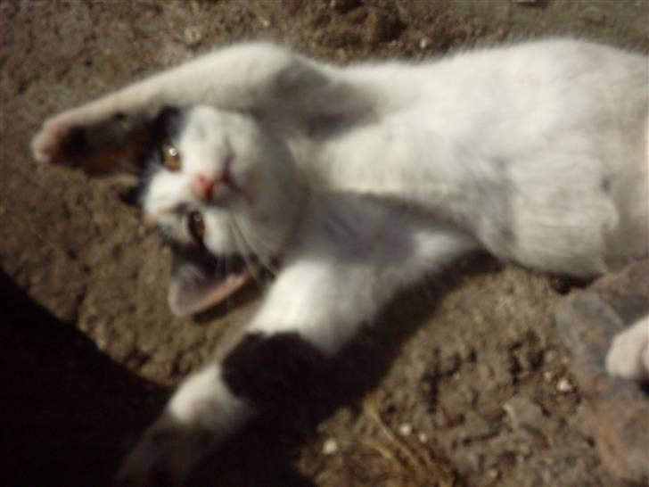 Huskat Marina - Mariina>#3 billede 5