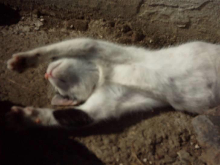 Huskat Marina - Marina missen>#3 billede 6