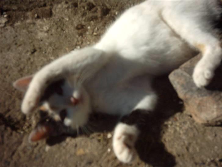 Huskat Marina - <Marina>#3 Skygger for solen...! billede 7